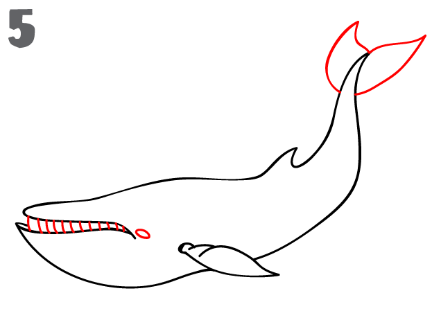 whale-basic